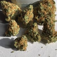Buy Jenny Kush Strain Jenny Kush
