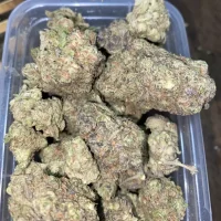 Buy White Gushers Strain